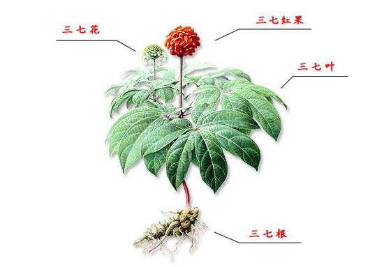 云南最好的三七花茶新鲜